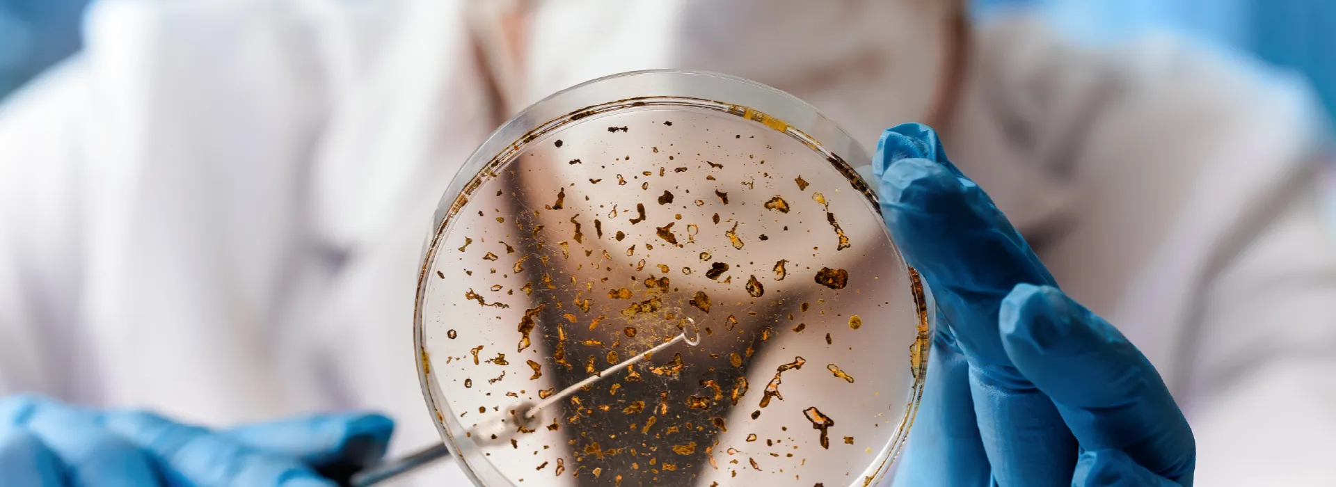 Diplomado en Microbiología sanitaria y ambiental - Fundamentos Biológicos y técnicas javeriana cali educación continua salud Diplomado en Microbiología sanitaria y ambiental - Fundamentos Biológicos y técnicas javeriana cali educación continua salud