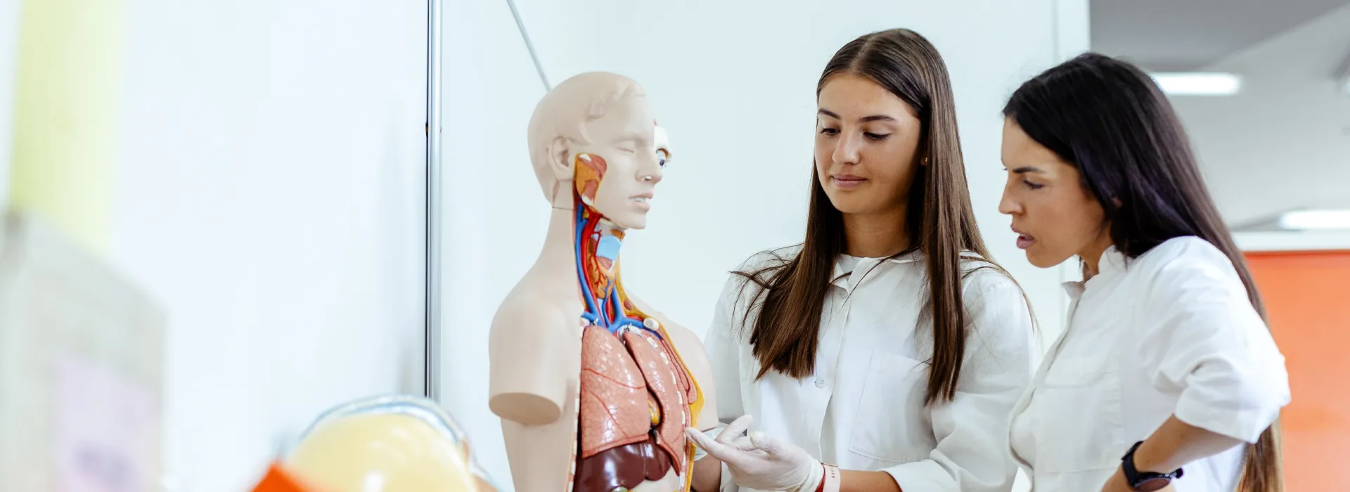 Diplomado en Anatomía Descriptiva, Funcional y Clínica Diplomado en Anatomía Descriptiva, Funcional y Clínica