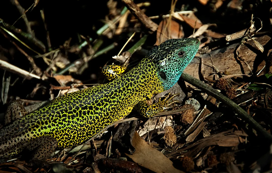 Importante revista científica de la Royal Society publica estudio en la que participa docente de la Javeriana Cali Importante revista científica de la Royal Society publica estudio en la que participa docente de la Javeriana Cali