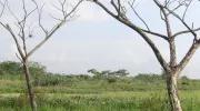 Gobernanza público-comunitaria, la clave para la protección de los humedales urbanos  Gobernanza público-comunitaria, la clave para la protección de los humedales urbanos