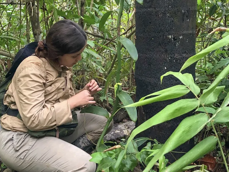 Estudiante de Biología haciendo investigación en Perú Estudiante de Biología haciendo investigación en Perú