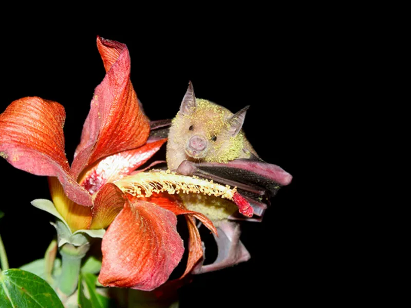 murciélagos murciélagos