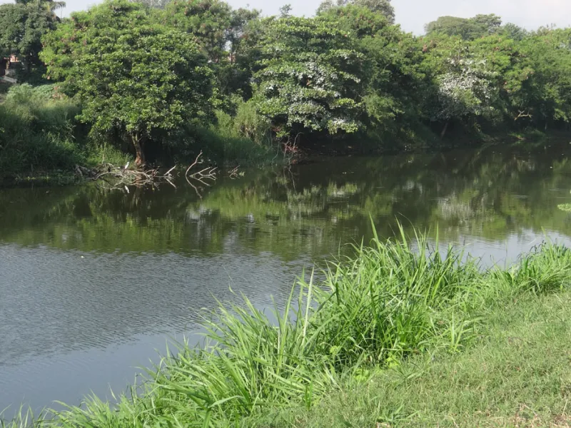 Gobernanza público-comunitaria, la clave para la protección de los humedales urbanos 