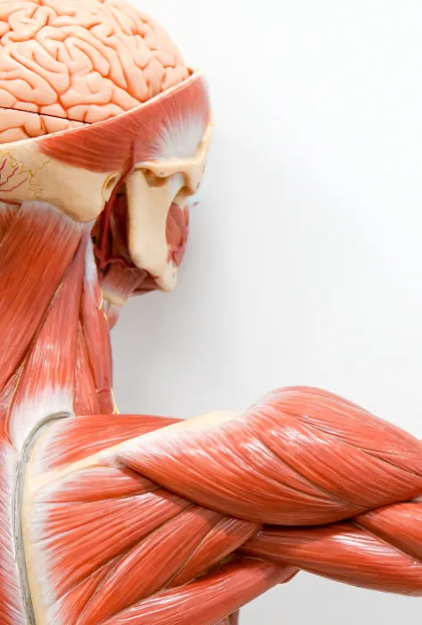 Investigación del sistema musculoesquelético Investigación del sistema musculoesquelético