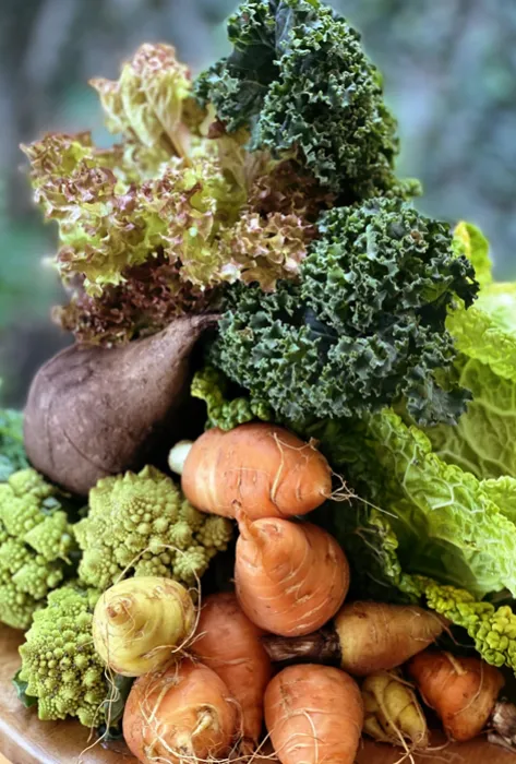 SURō, una propuesta académica e integradora para hablar de alimentos, territorios y personas SURō, una propuesta académica e integradora para hablar de alimentos, territorios y personas