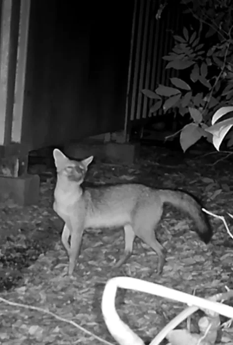 zorritos cañeros zorritos cañeros