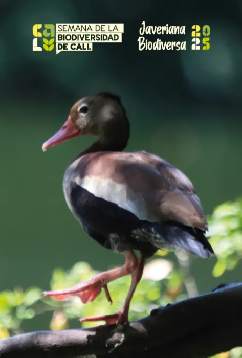 El reto de ponerle valor a la naturaleza: Javeriana Cali abrió reflexión durante la Semana de la Biodiversidad 2025 El reto de ponerle valor a la naturaleza: Javeriana Cali abrió reflexión durante la Semana de la Biodiversidad 2025
